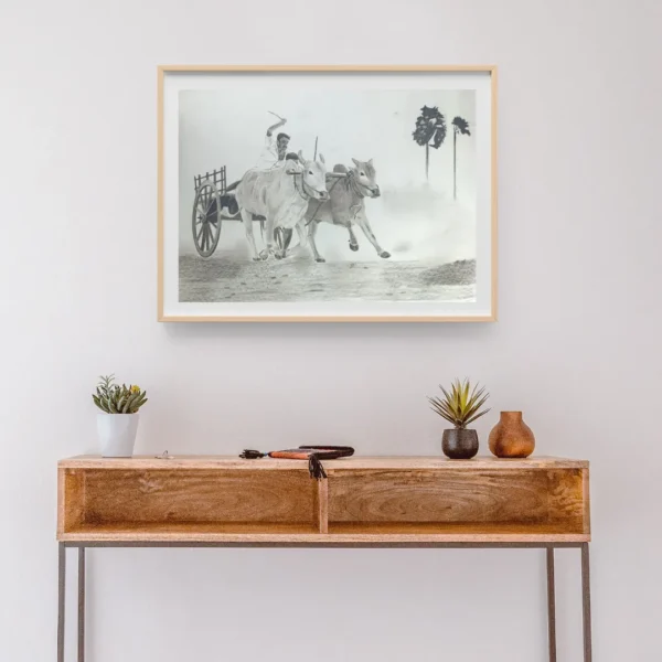 Racing Bullock Cart - Image 2